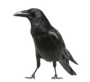 Ворон Крук. + Содержание. Малыши Воронята. Corvus corax. (1501658481)  купить с доставкой по доступной цене в Киеве - интернет-магазин Шипистик  Shipistik